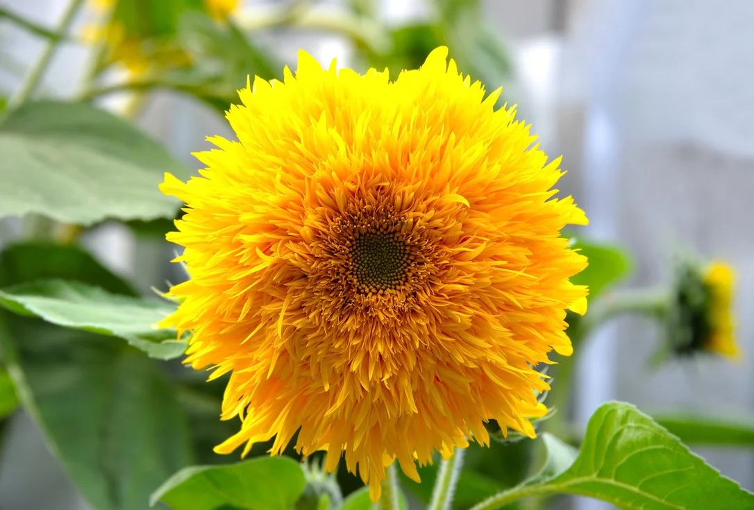 yorkshire-seeds2984650