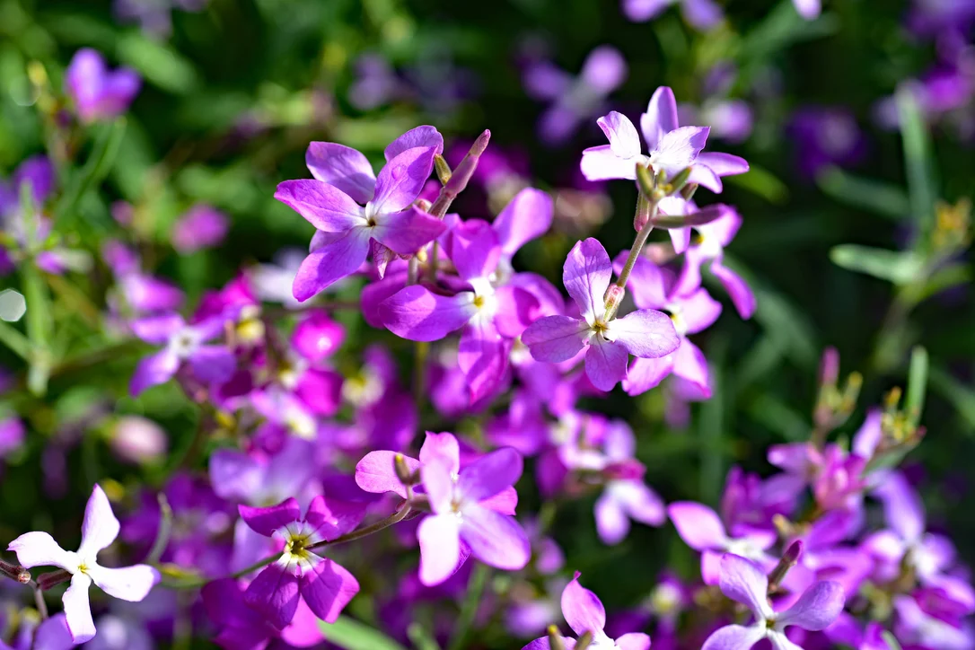yorkshire-seeds2984708
