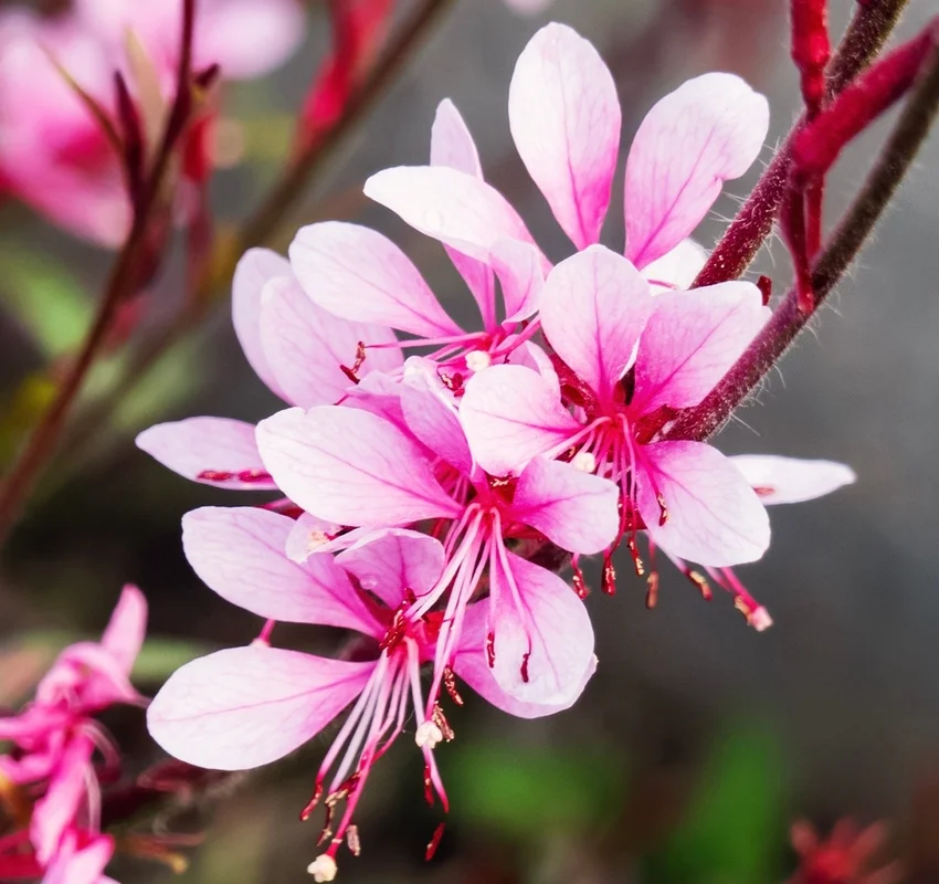 yorkshire-seeds2984735