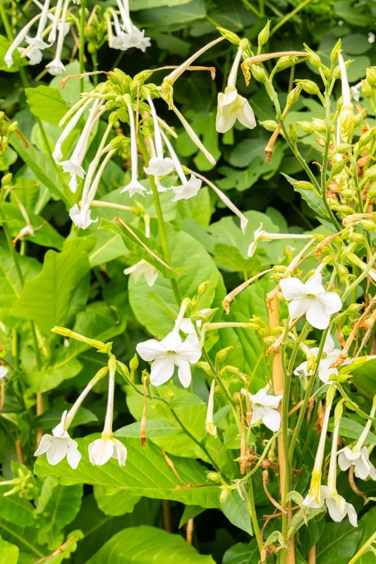 yorkshire-seeds2984886