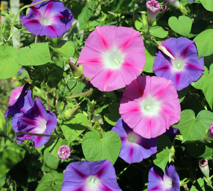 yorkshire-seeds2984947