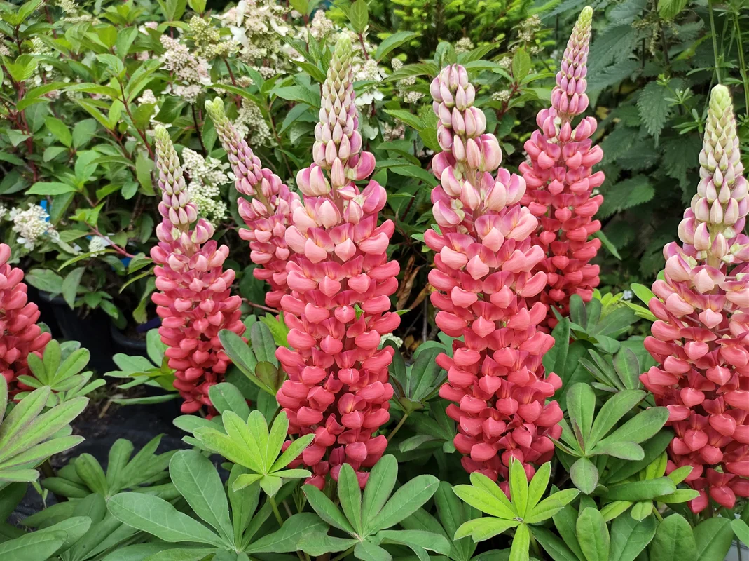 yorkshire-seeds2985093