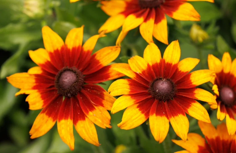 yorkshire-seeds2985113