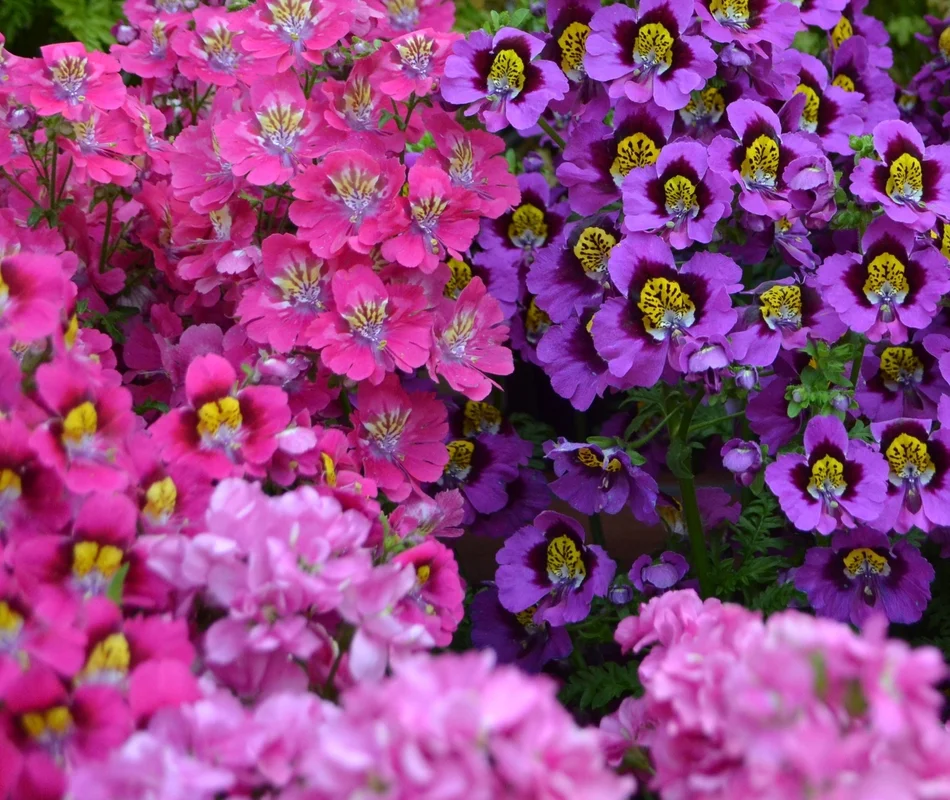 yorkshire-seeds2985146