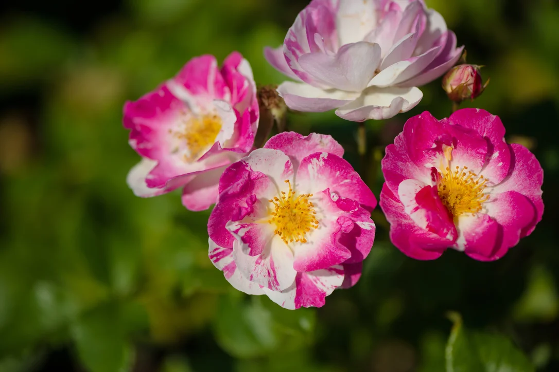 yorkshire-seeds2985265