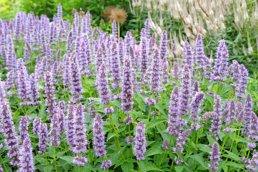 yorkshire-seeds2985575