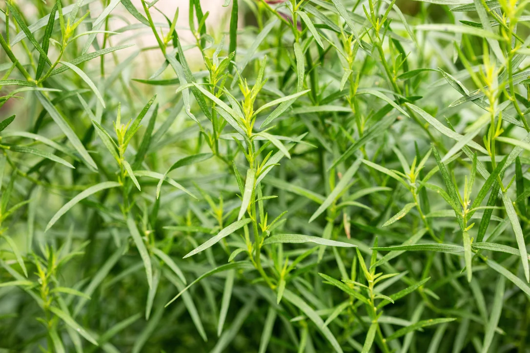 yorkshire-seeds2985805