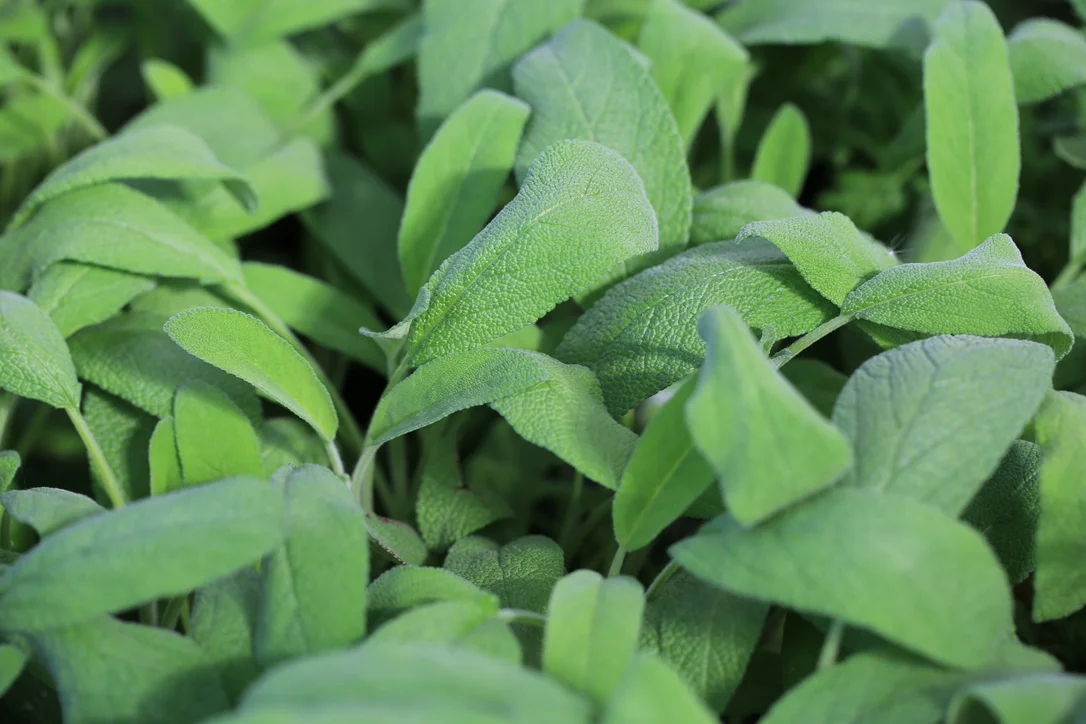 yorkshire-seeds2986040