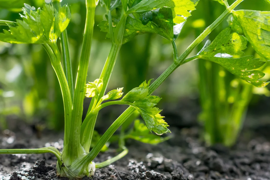 yorkshire-seeds2986160