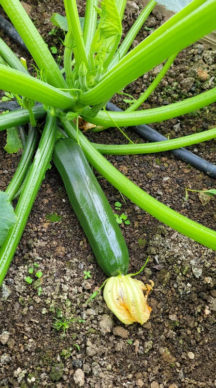 yorkshire-seeds2986325