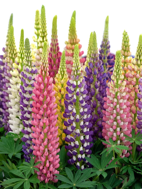 yorkshire-seeds2987084