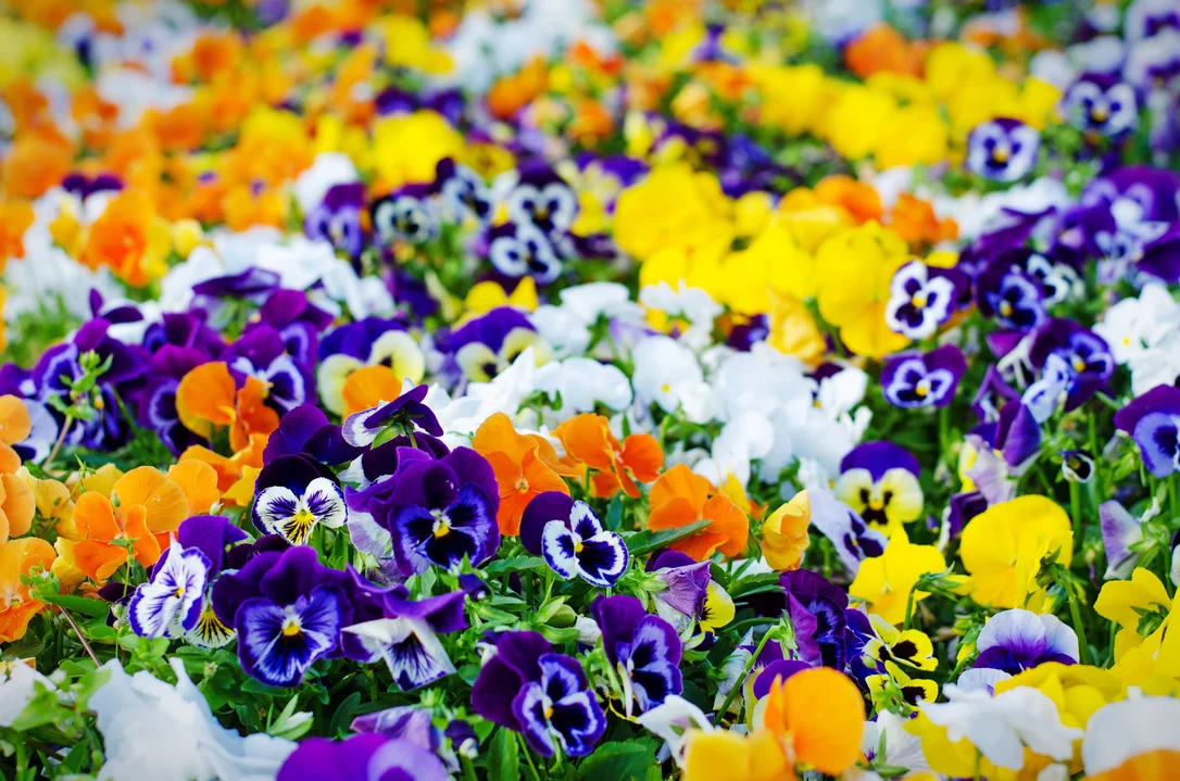 yorkshire-seeds2987302