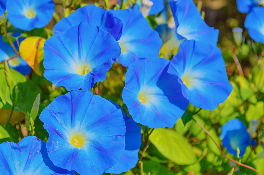 yorkshire-seeds2987412