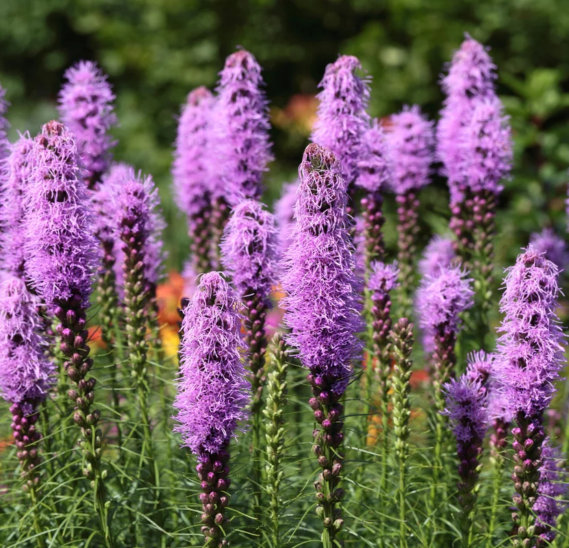 yorkshire-seeds2987509