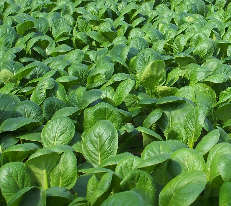 yorkshire-seeds2987552