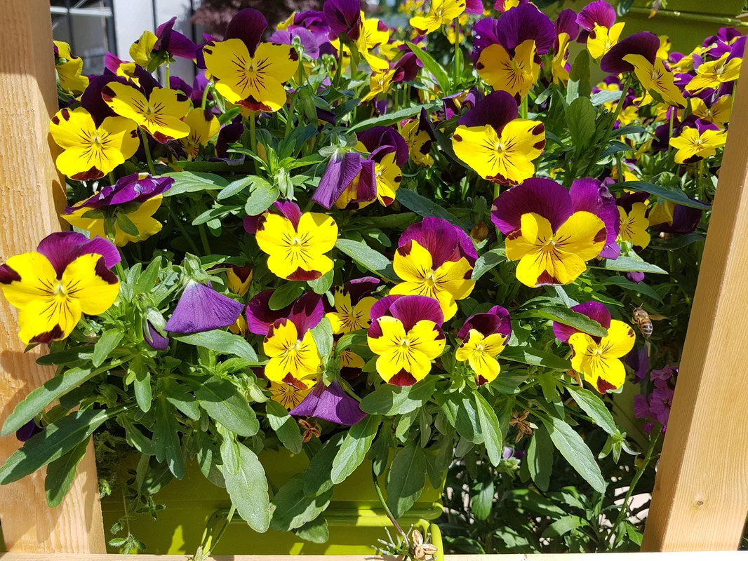 yorkshire-seeds2987687