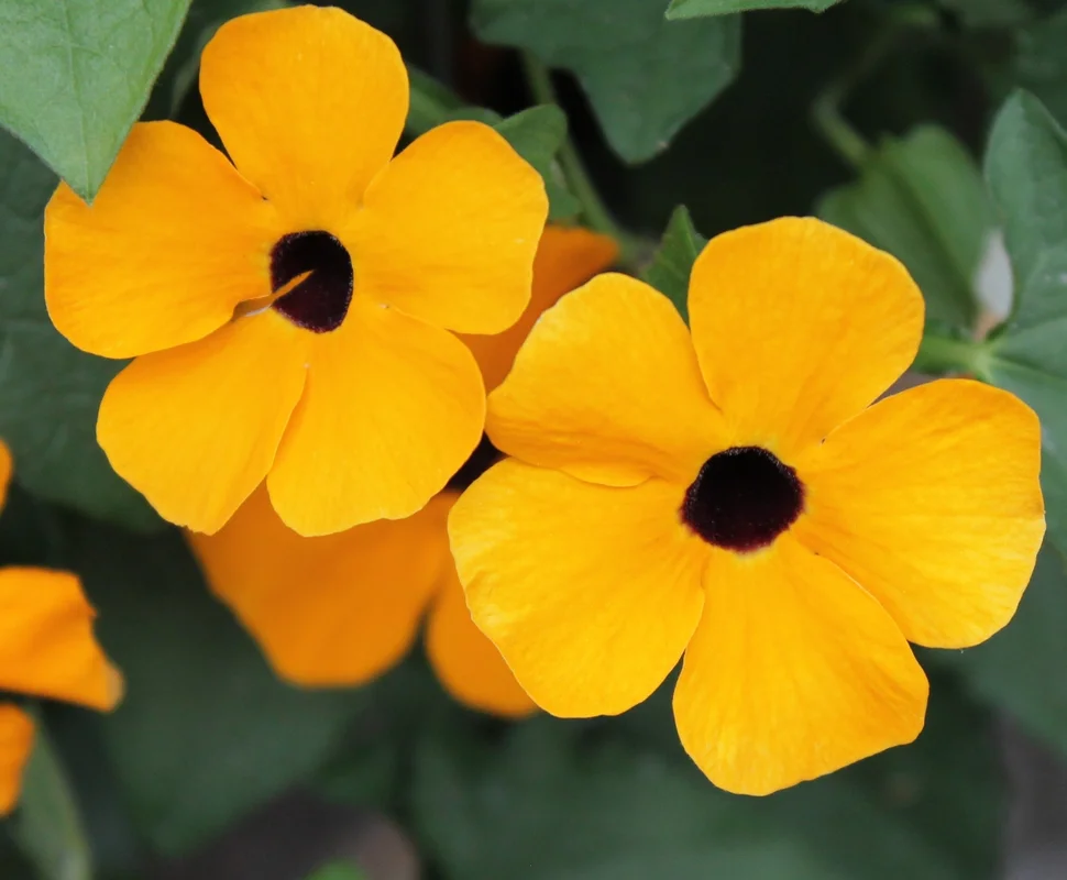 yorkshire-seeds2987721