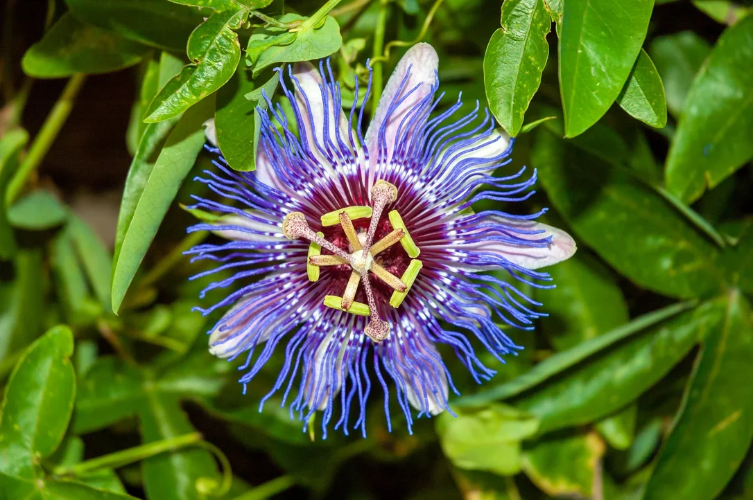 yorkshire-seeds2987785