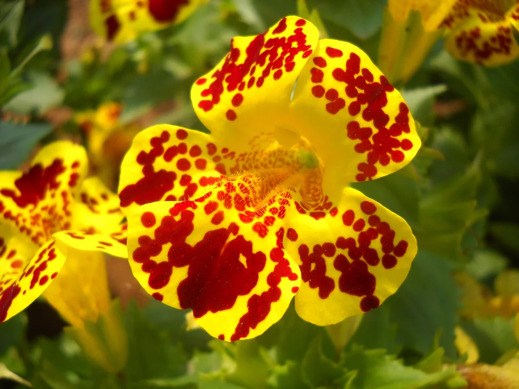yorkshire-seeds2987839