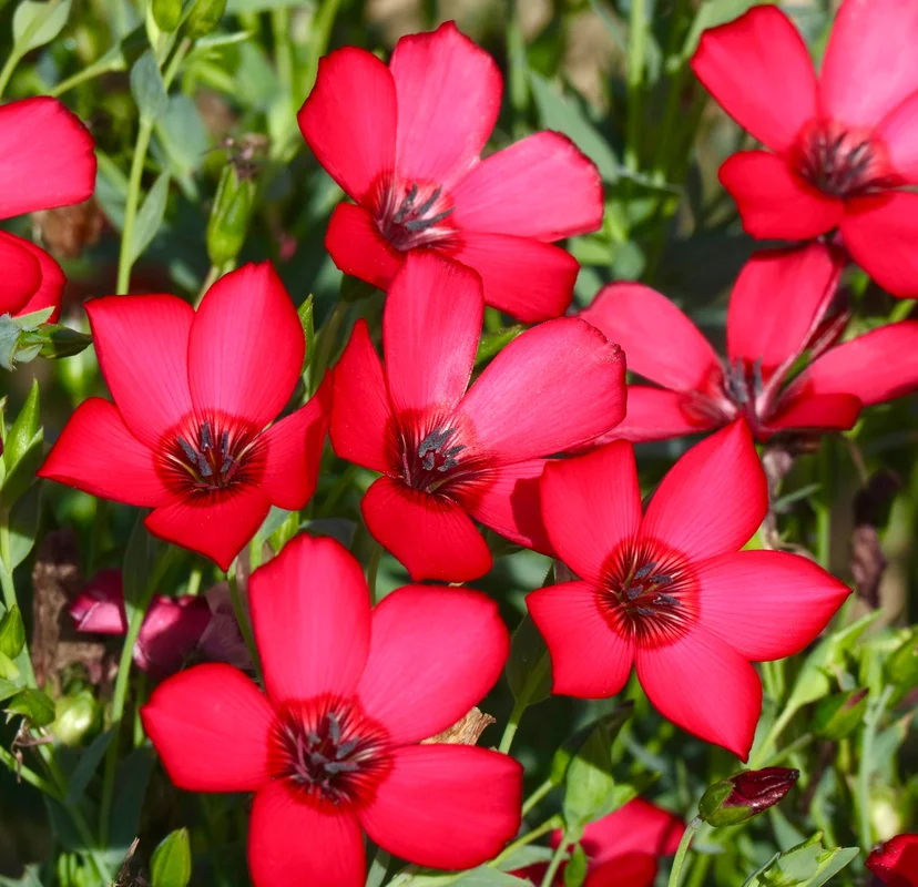 yorkshire-seeds2987934