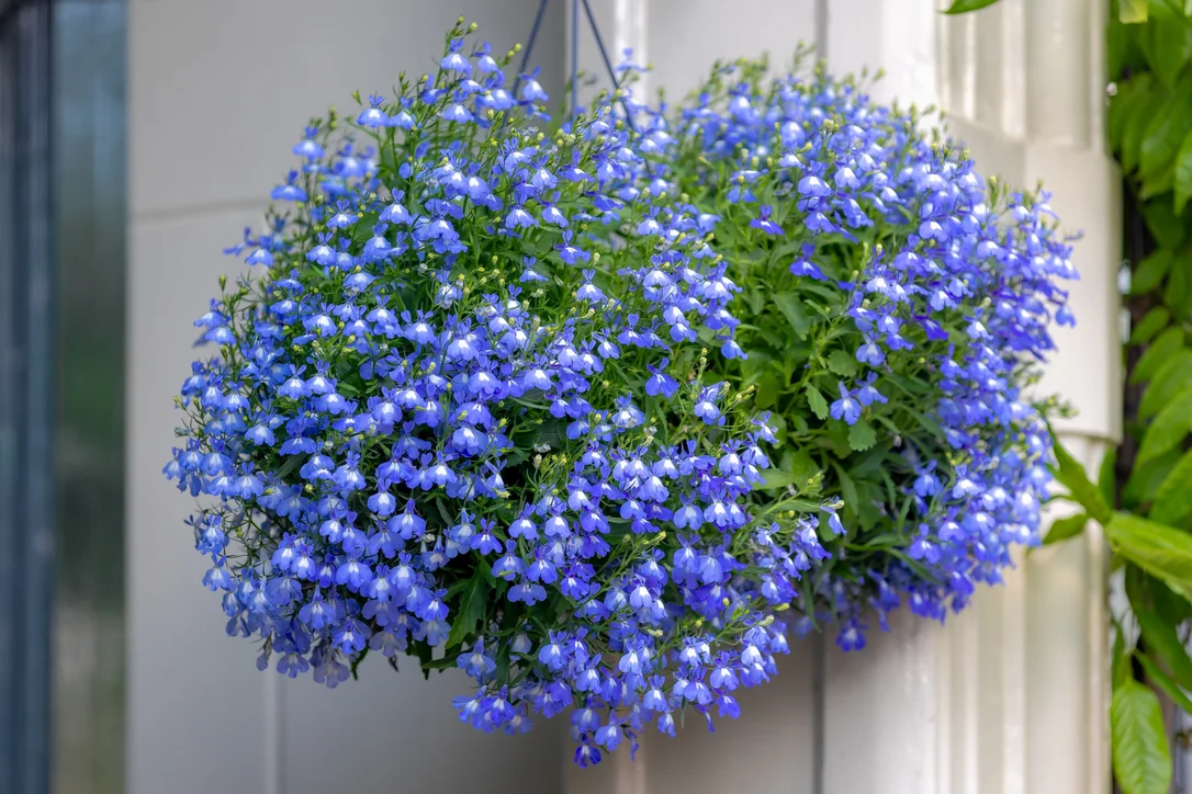 yorkshire-seeds2988137