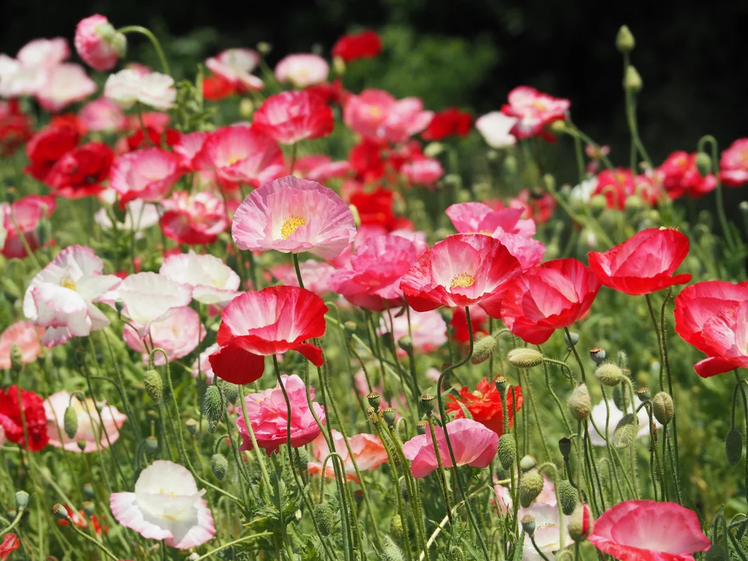 yorkshire-seeds2988228