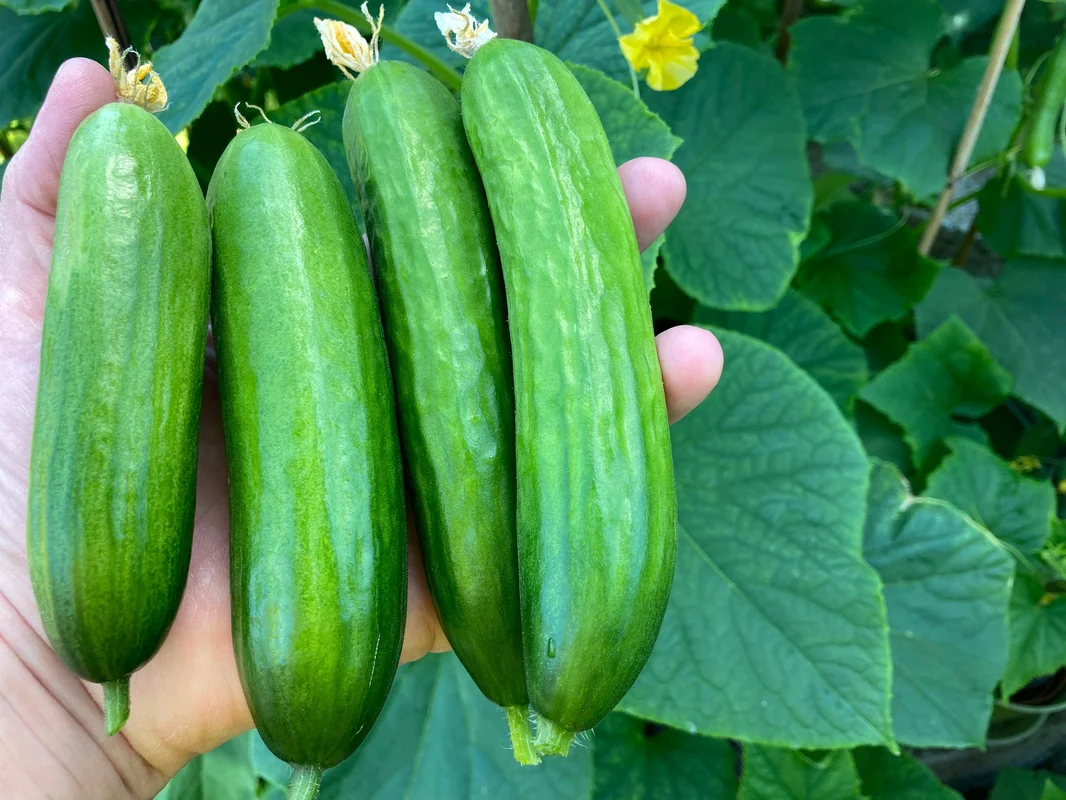 yorkshire-seeds2988329