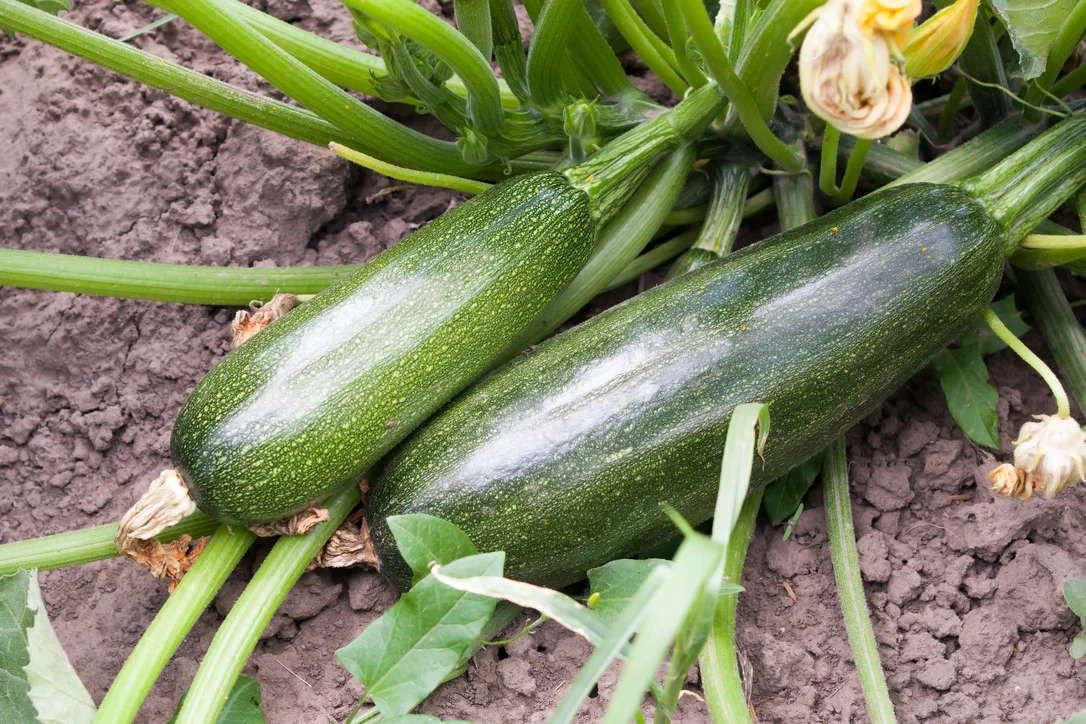 yorkshire-seeds2988425