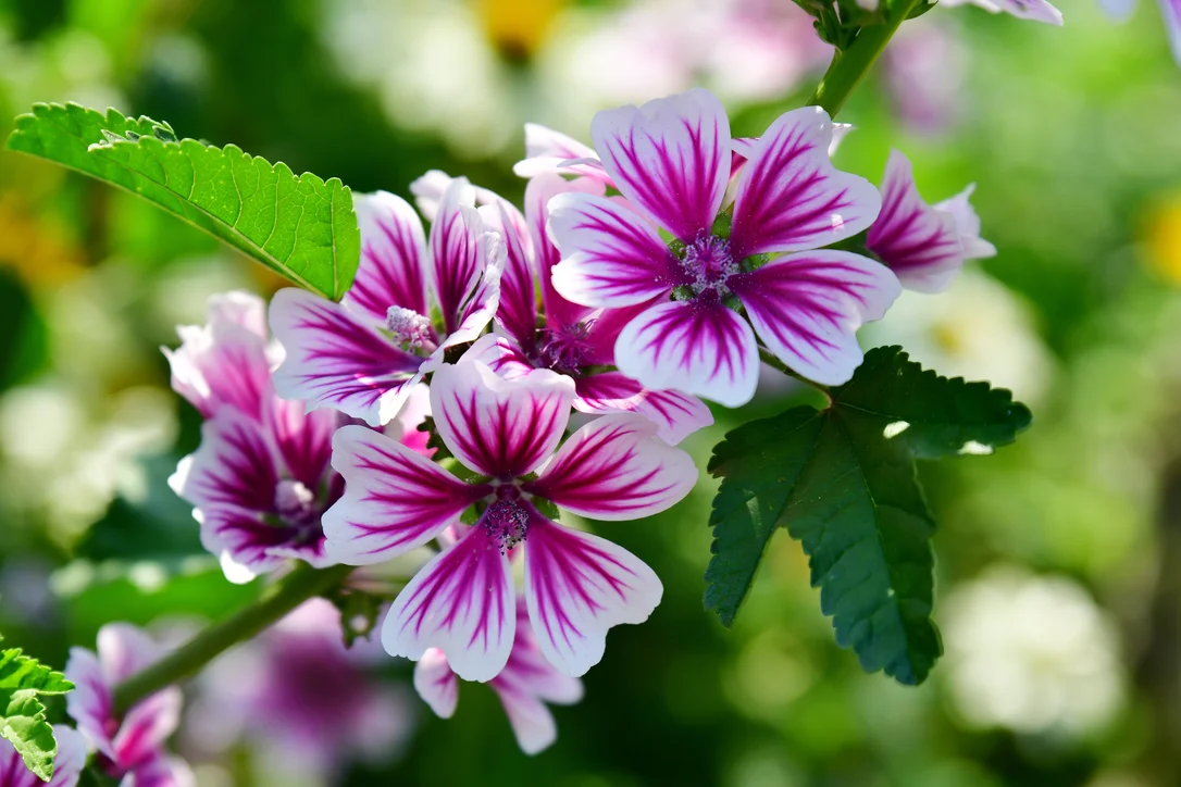 yorkshire-seeds2988578