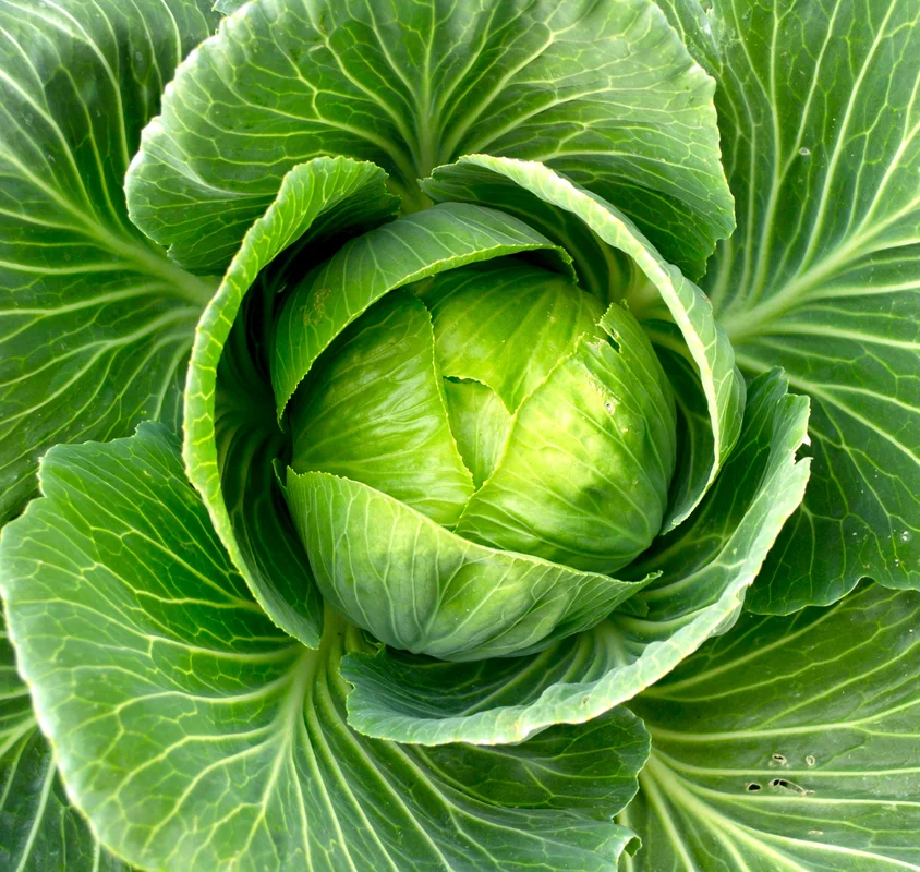 yorkshire-seeds2988795