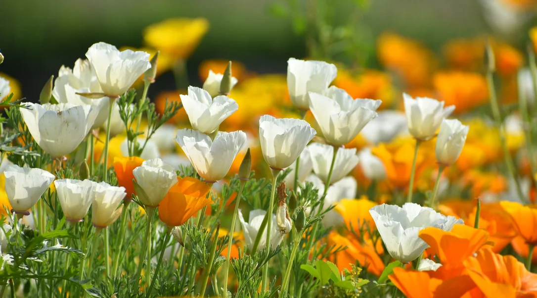 yorkshire-seeds2988864
