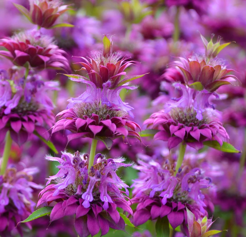 yorkshire-seeds2989152