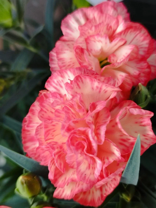 yorkshire-seeds2989377