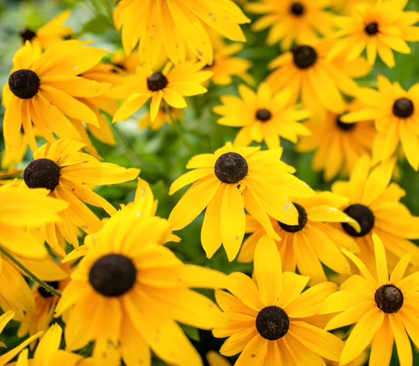 yorkshire-seeds2989396
