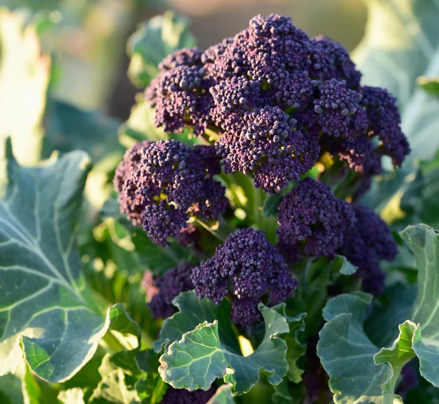 yorkshire-seeds2989480