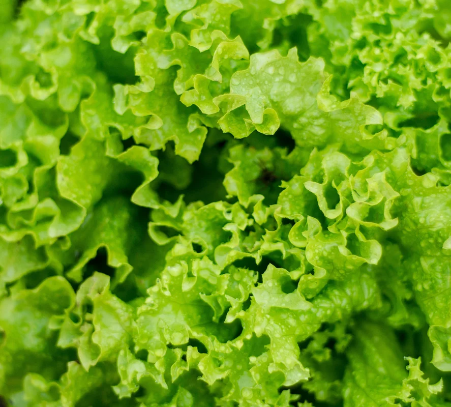 yorkshire-seeds2989613