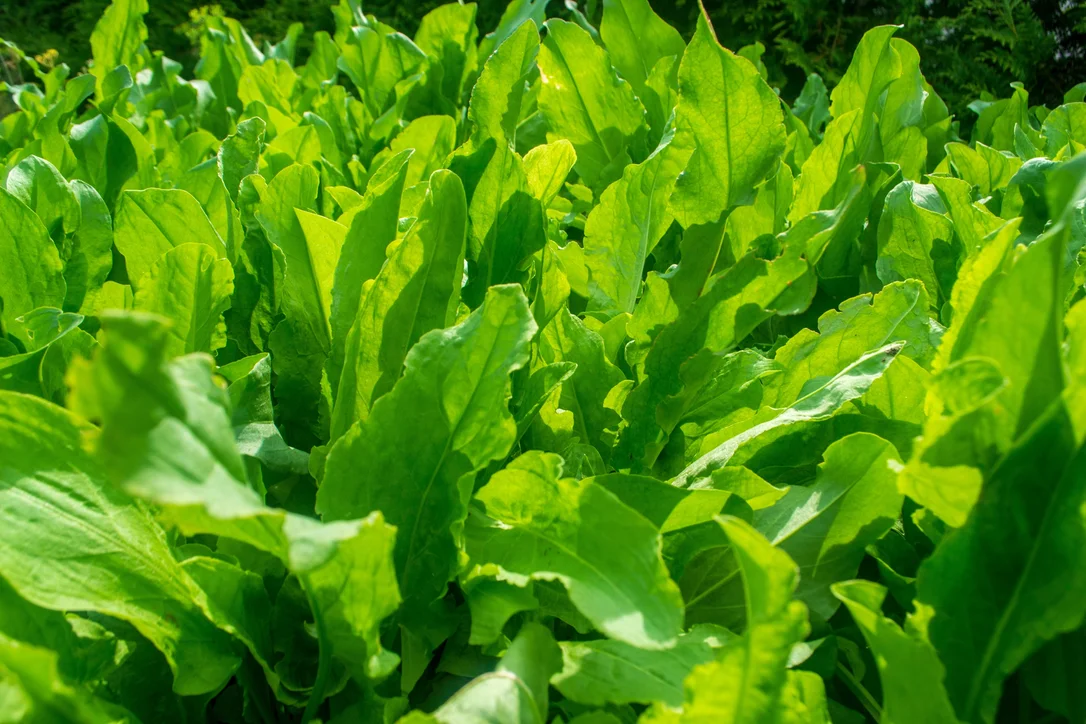 yorkshire-seeds2989777