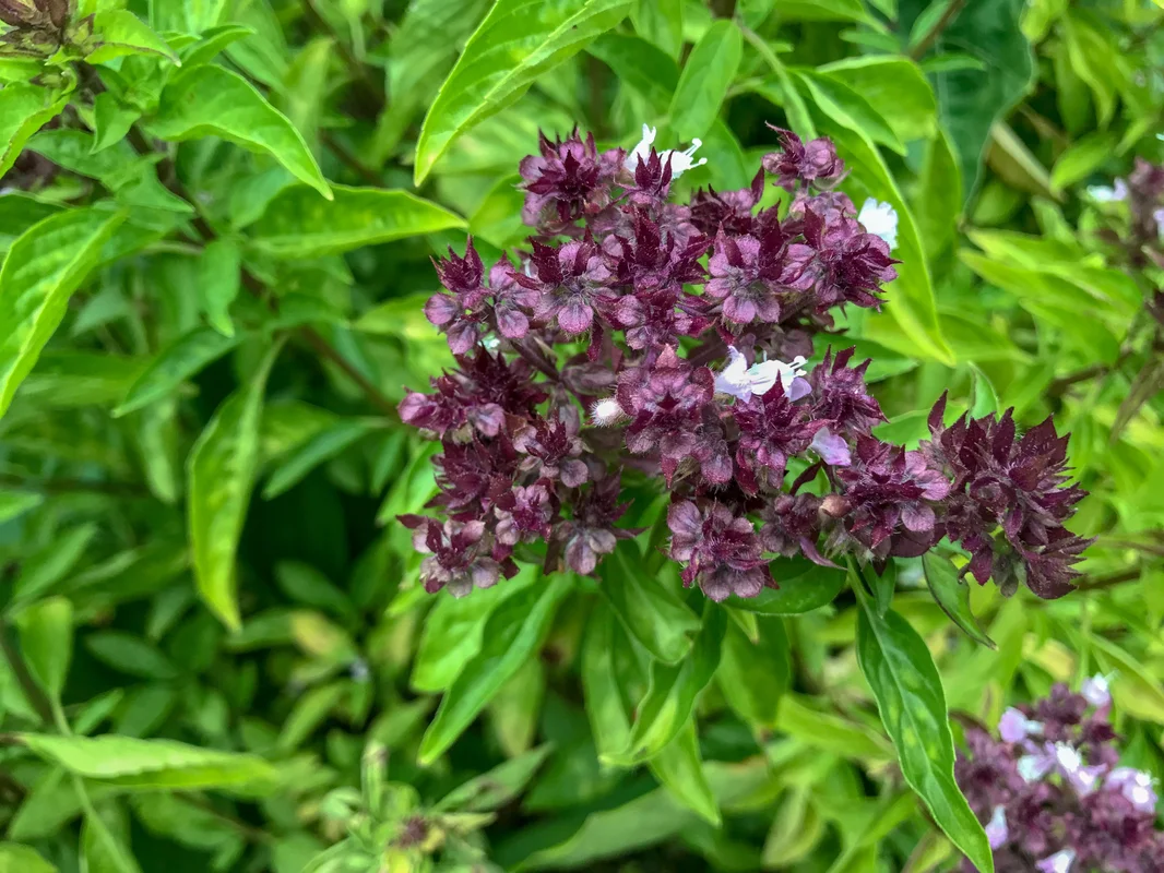 yorkshire-seeds2989873