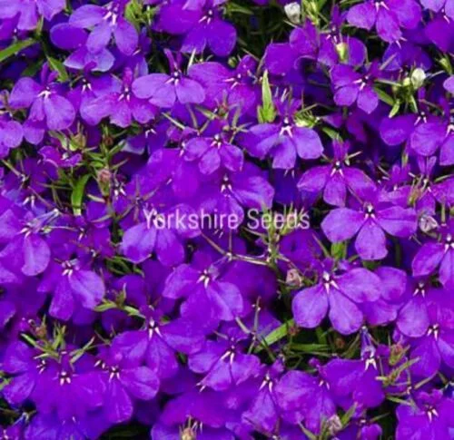 yorkshire-seeds2989891
