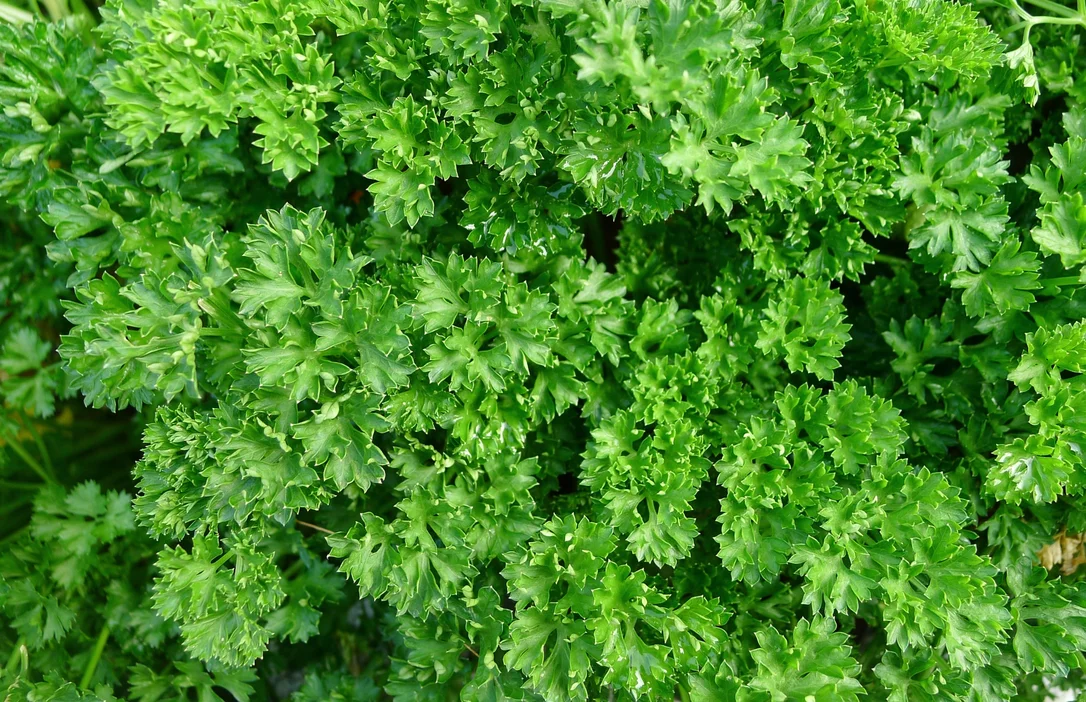 yorkshire-seeds2989978