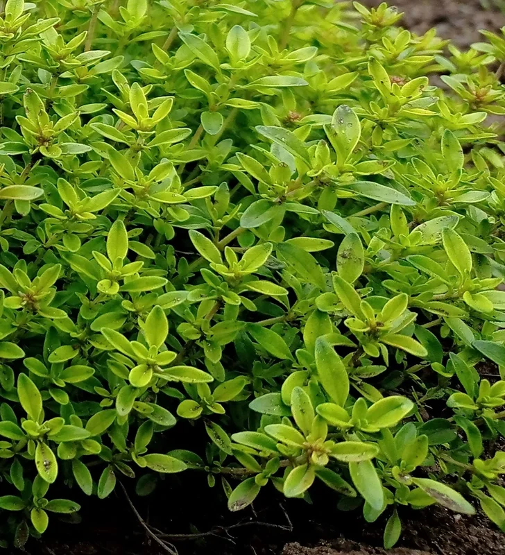 yorkshire-seeds2990063