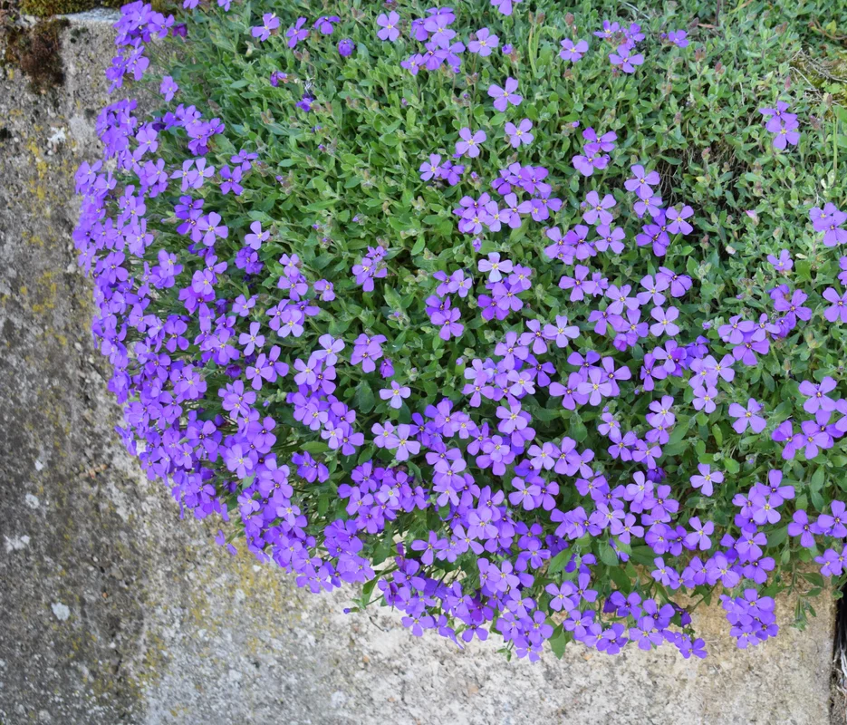 yorkshire-seeds2990218