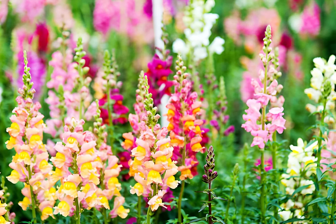 yorkshire-seeds2990289