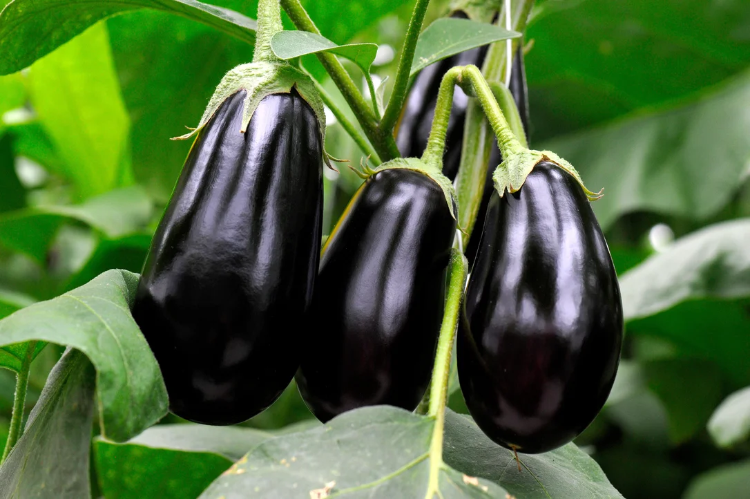 yorkshire-seeds2990453