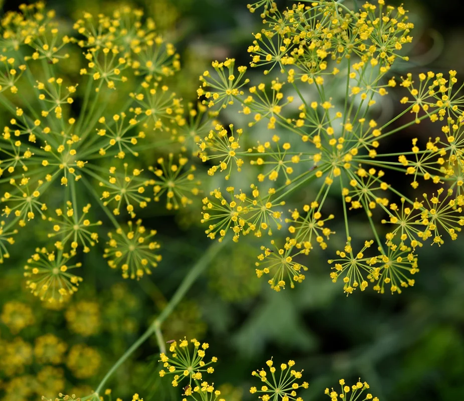 yorkshire-seeds2990531