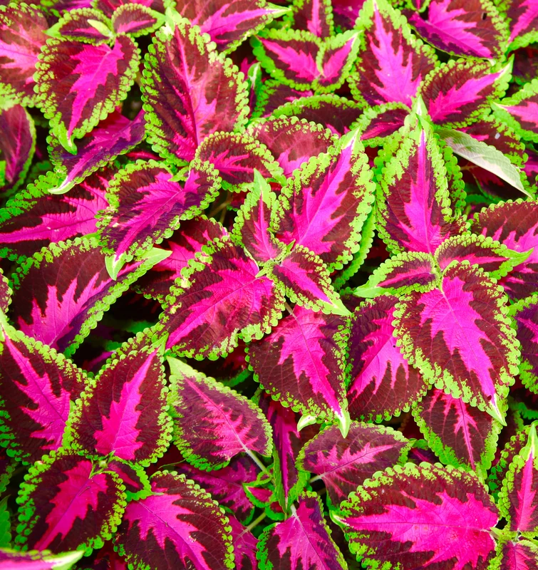 yorkshire-seeds2990663