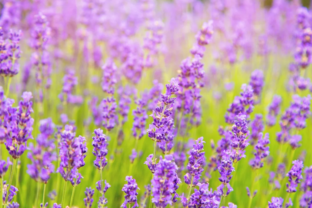 yorkshire-seeds2990774