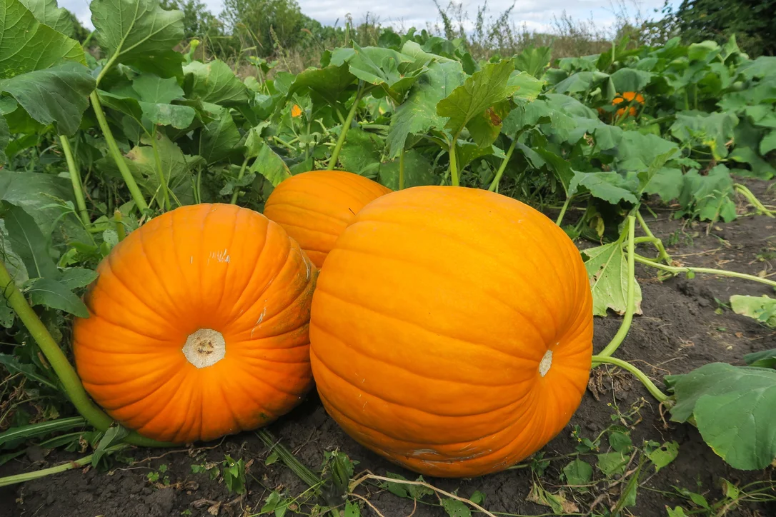 yorkshire-seeds2990920