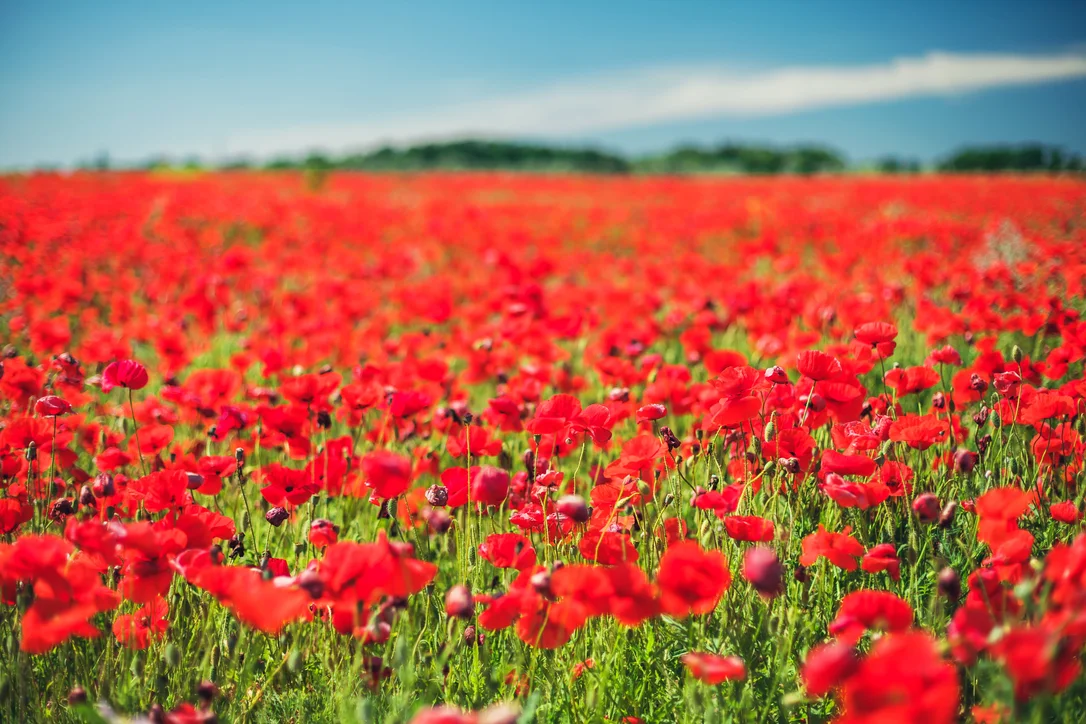 yorkshire-seeds2991050