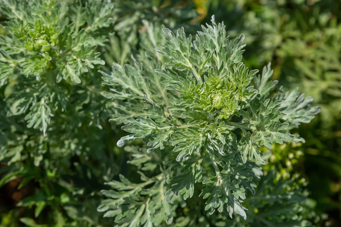 yorkshire-seeds2991172